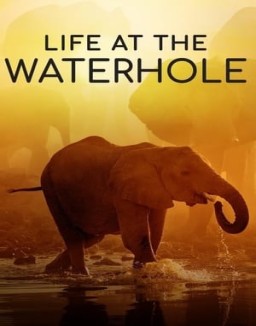 Life at the Waterhole online for free