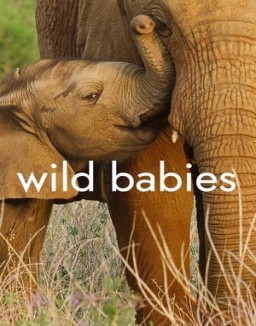 Wild Babies Season 1